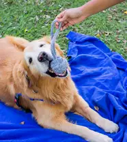 Brinquedo De Corda Para Cães Fun Pet