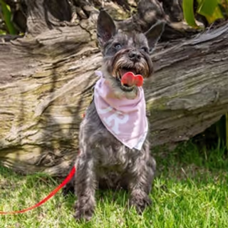 Lenco Para Pet P - Natural Colors Amor