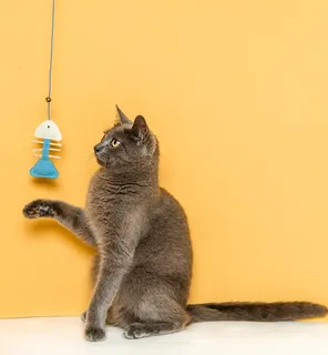 Varinha de Pesca com Sino Freshman Cat